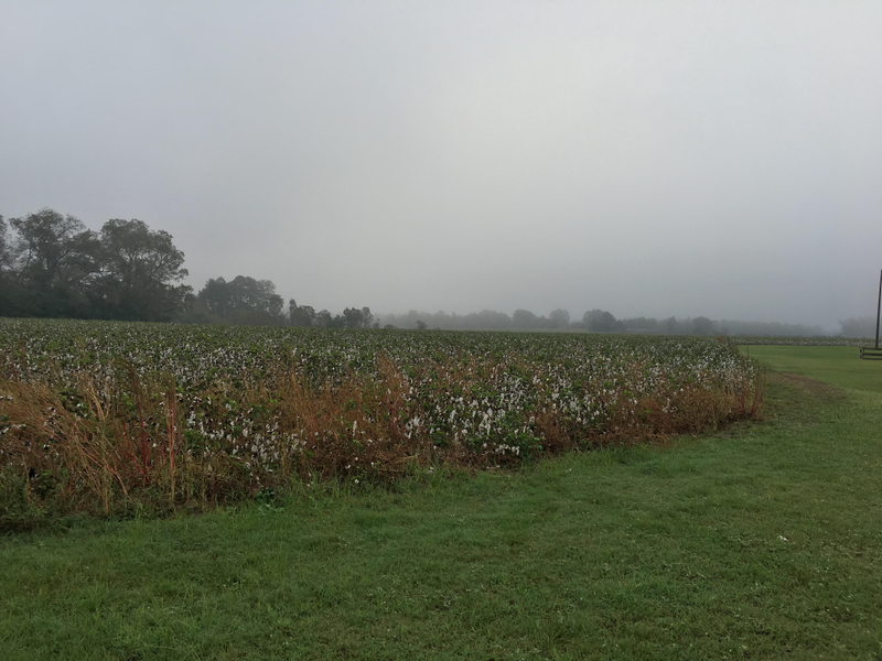 A cotton field in Metter, Ga., not too far away from Waynesboro, Ga., where Stacey Abrams visited Tuesday.